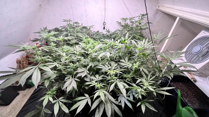 Mixed grow 24/25. Week 12