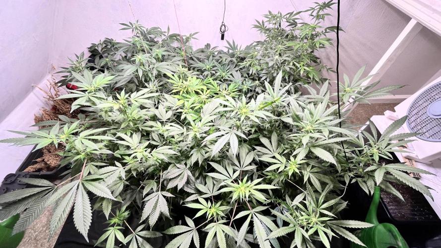 Mixed grow 24/25. Week 12