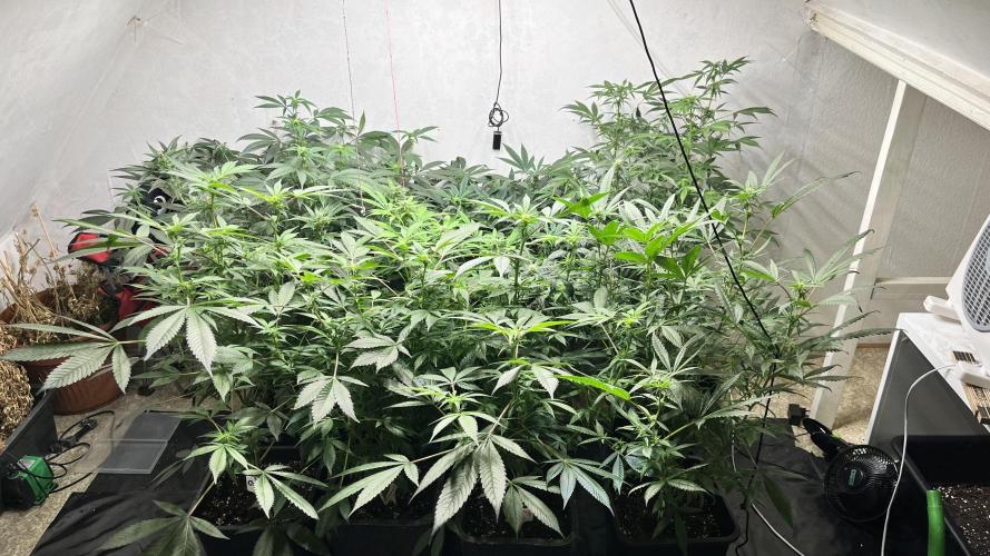 Mixed grow 24/25. Week 12