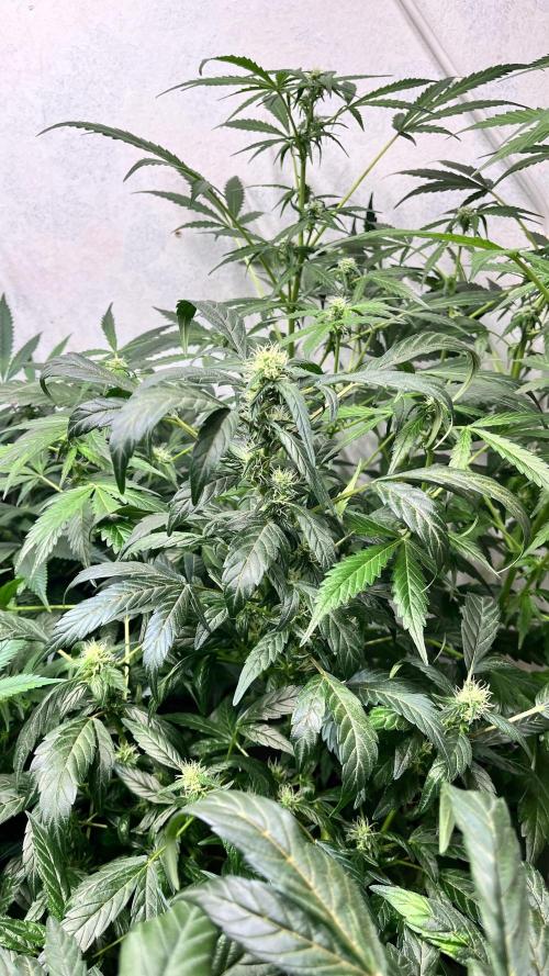 Mixed grow 24/25. Week 12