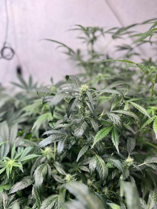 Mixed grow 24/25. Week 12