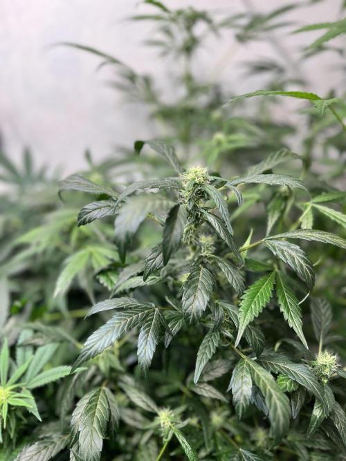 Mixed grow 24/25. Week 12