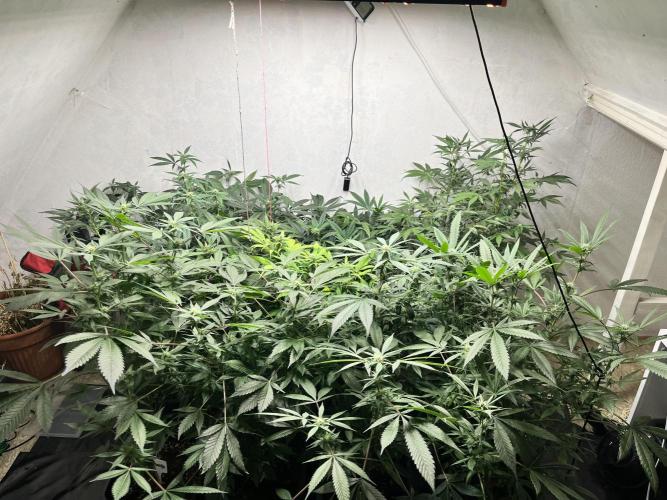 Mixed grow 24/25. Week 13