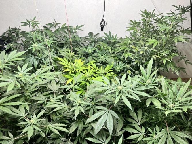 Mixed grow 24/25. Week 13