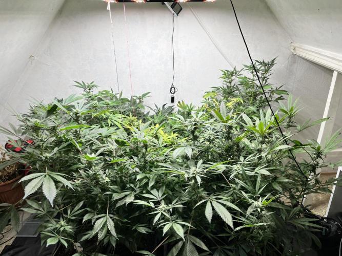 Mixed grow 24/25. Week 14