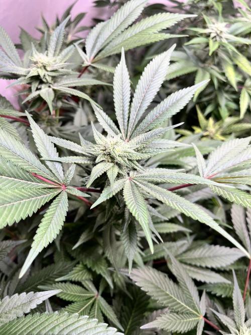 Mixed grow 24/25. Week 14