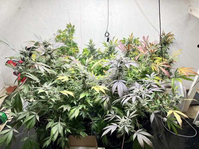 Mixed grow 24/25. Week 16