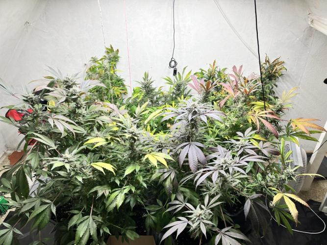 Mixed grow 24/25. Week 16
