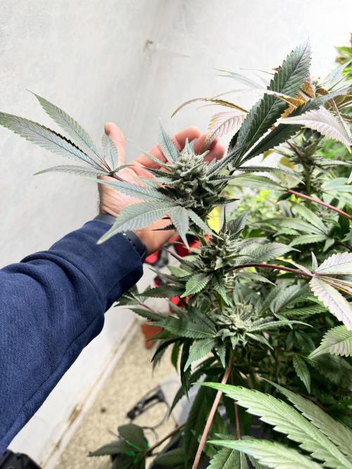 Mixed grow 24/25. Week 16