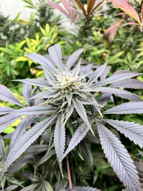 Mixed grow 24/25. Week 16