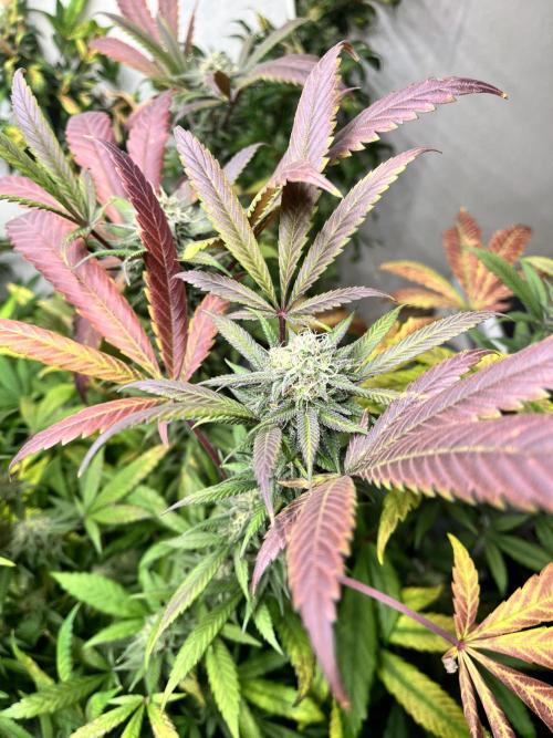 Mixed grow 24/25. Week 16