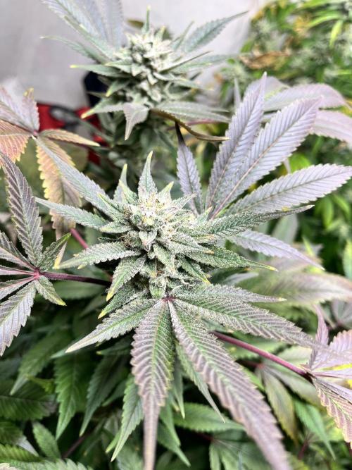 Mixed grow 24/25. Week 16