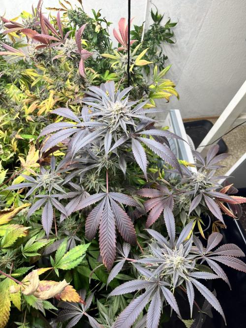 Mixed grow 24/25. Week 18