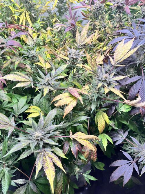 Mixed grow 24/25. Week 18