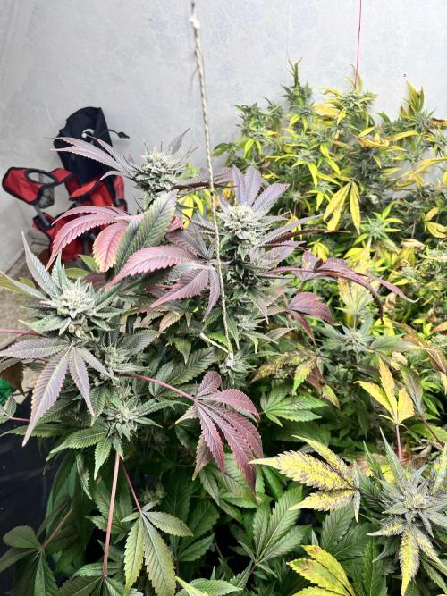 Mixed grow 24/25. Week 18