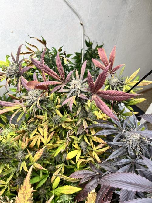 Mixed grow 24/25. Week 18