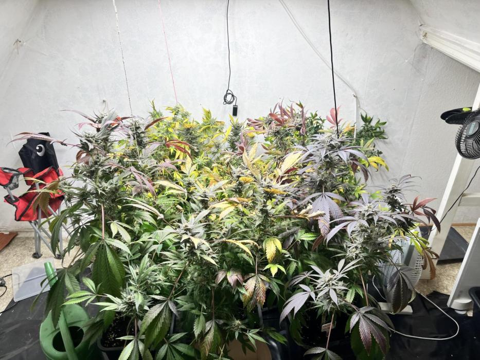 Mixed grow 24/25. Week 20