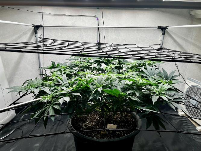 Laughing Buddha |SpiderFarmer| solo run. Week 12