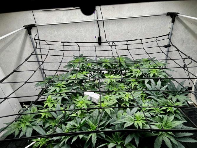 Laughing Buddha |SpiderFarmer| solo run. Week 12