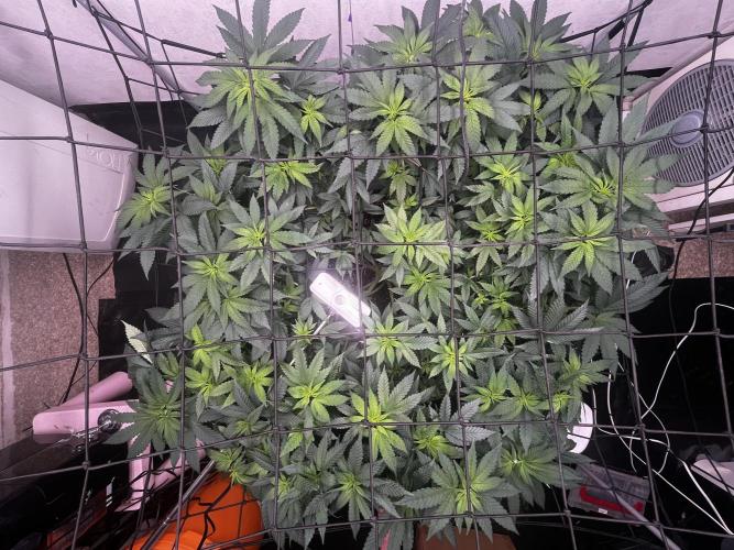 Laughing Buddha |SpiderFarmer| solo run. Week 12
