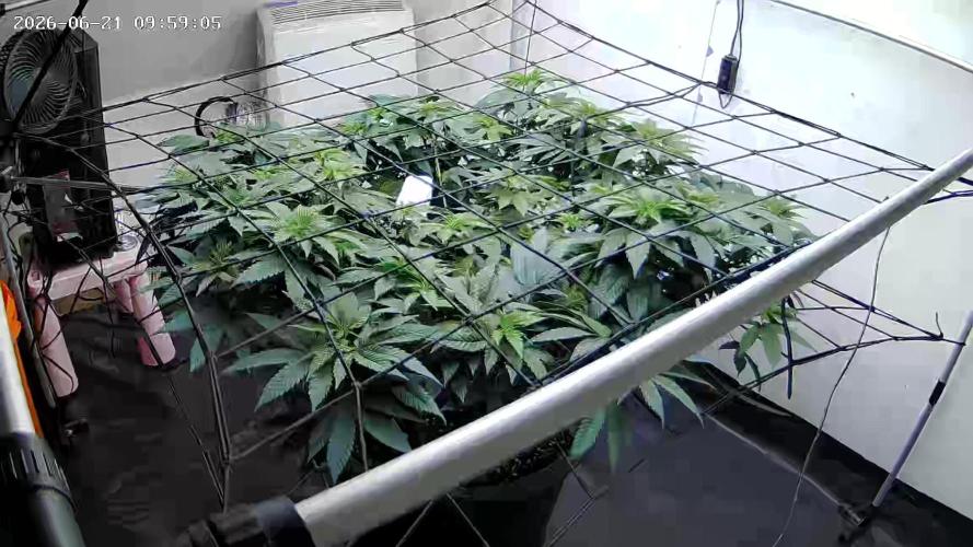 Laughing Buddha |SpiderFarmer| solo run. Week 12