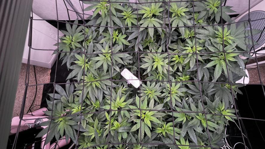 Laughing Buddha |SpiderFarmer| solo run. Week 12
