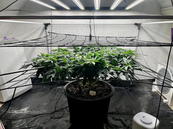 Laughing Buddha |SpiderFarmer| solo run. Week 12