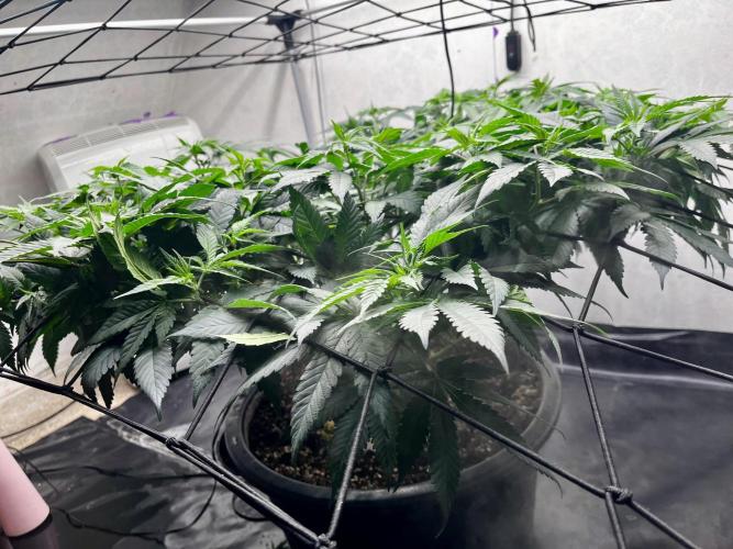 Laughing Buddha |SpiderFarmer| solo run. Week 12