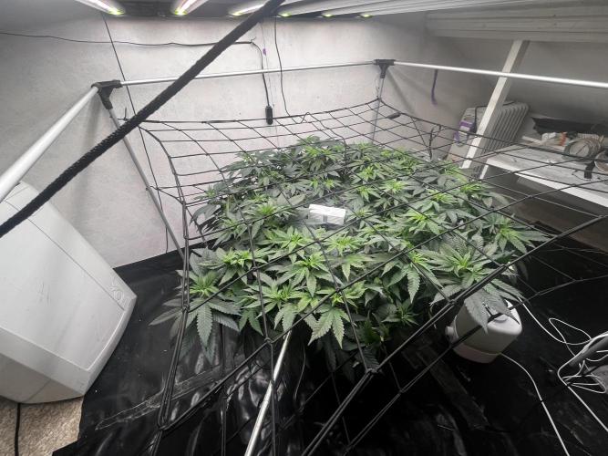Laughing Buddha |SpiderFarmer| solo run. Week 12