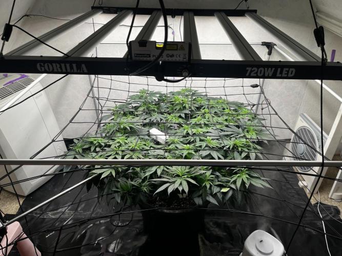 Laughing Buddha |SpiderFarmer| solo run. Week 12