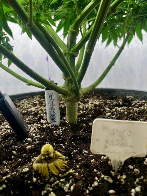 Laughing Buddha |SpiderFarmer| solo run. Week 12