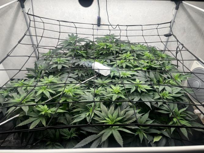 Laughing Buddha |SpiderFarmer| solo run. Week 12
