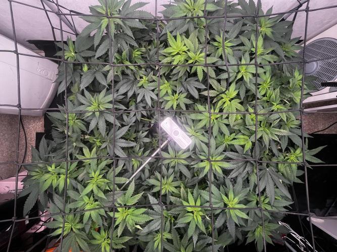 Laughing Buddha |SpiderFarmer| solo run. Week 12