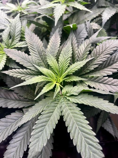Laughing Buddha |SpiderFarmer| solo run. Week 12