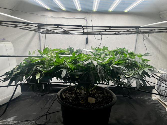 Laughing Buddha |SpiderFarmer| solo run. Week 12
