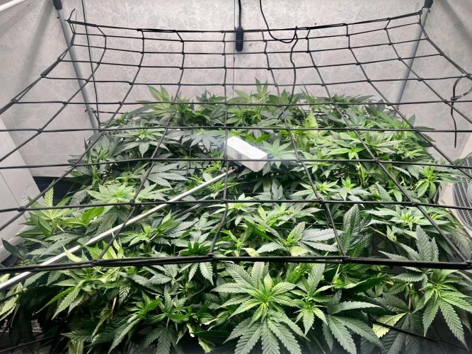 Laughing Buddha |SpiderFarmer| solo run. Week 12