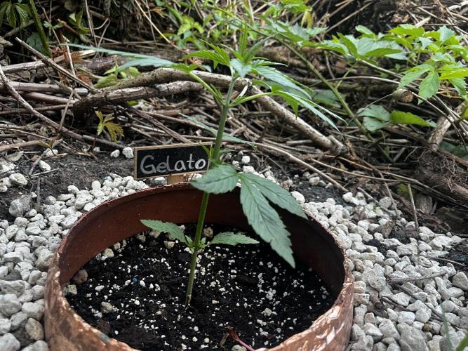 The Hobbit Hole Outdoor Grow 2026. Week 4