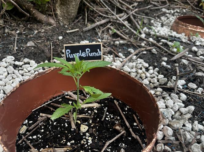 The Hobbit Hole Outdoor Grow 2026. Week 4