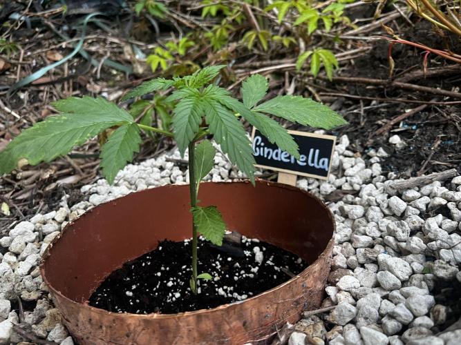 The Hobbit Hole Outdoor Grow 2026. Week 4