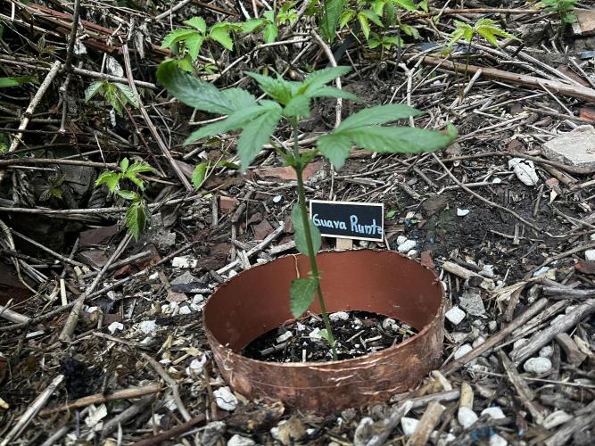 The Hobbit Hole Outdoor Grow 2026. Week 4
