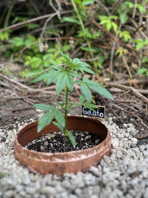 The Hobbit Hole Outdoor Grow 2026. Week 4