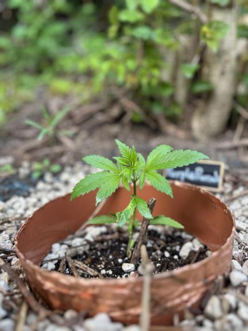 The Hobbit Hole Outdoor Grow 2026. Week 4