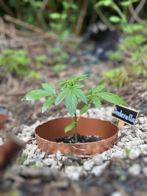 The Hobbit Hole Outdoor Grow 2026. Week 4
