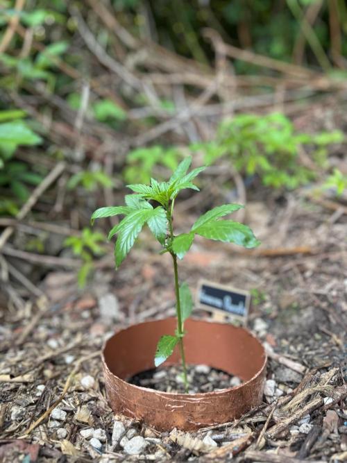 The Hobbit Hole Outdoor Grow 2026. Week 4
