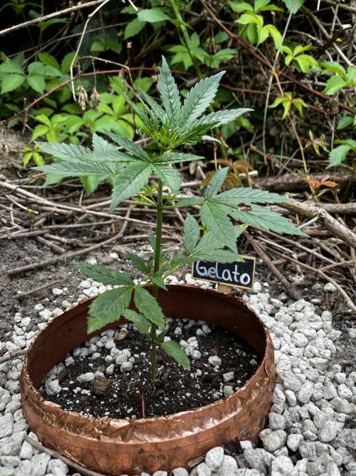 The Hobbit Hole Outdoor Grow 2026. Week 4