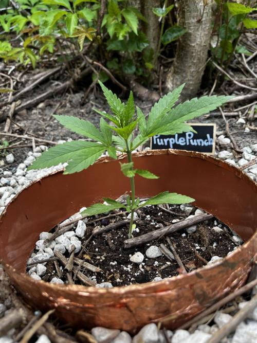 The Hobbit Hole Outdoor Grow 2026. Week 4