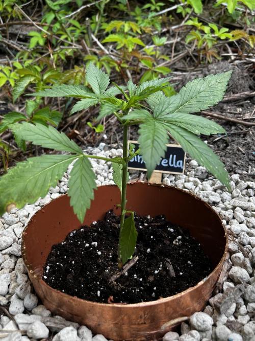 The Hobbit Hole Outdoor Grow 2026. Week 4