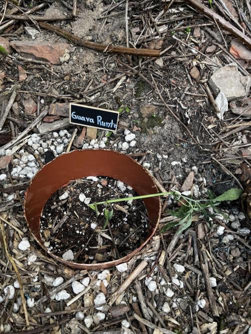 The Hobbit Hole Outdoor Grow 2026. Week 4