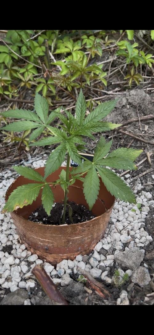 The Hobbit Hole Outdoor Grow 2026. Week 4