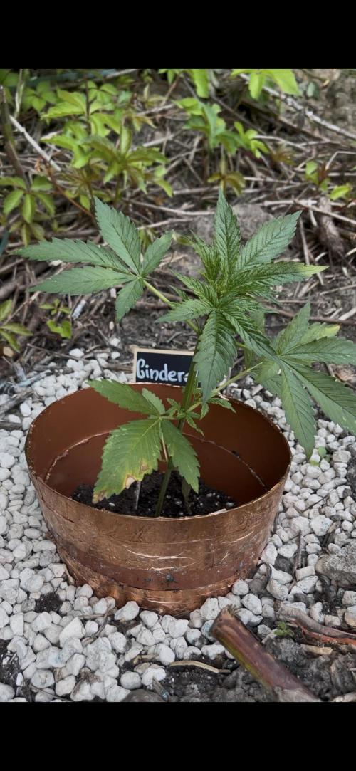 The Hobbit Hole Outdoor Grow 2026. Week 4